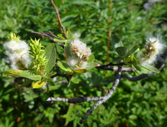 Salix commutata