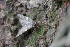 Catocala duplicata