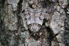 Catocala duplicata