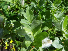 Salix commutata