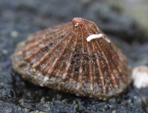 Puncturella multistriata