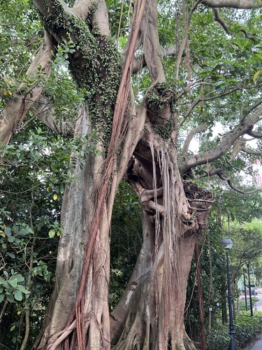 Foto de Figueira-amarela