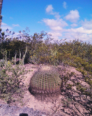 Ferocactus histrix