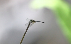 Nannophlebia eludens