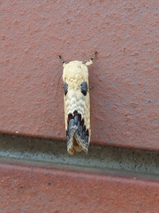 Phalera flavescens