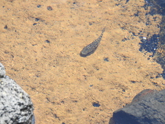 Nopoli Rockclimbing Goby photo 3