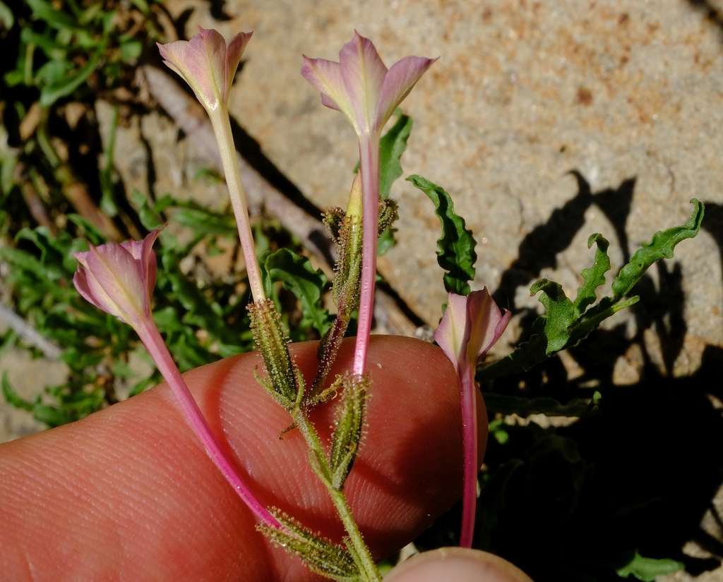 Plumbago hunsbergensis