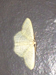 Chlorochlamys appellaria