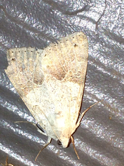 Drasteria scrupulosa