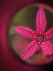 Ipomopsis aggregata bridgesii