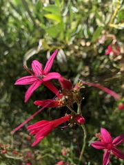 Ipomopsis aggregata bridgesii