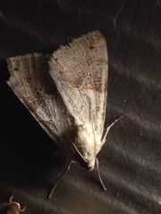 Drasteria scrupulosa