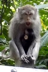 Macaca fascicularis