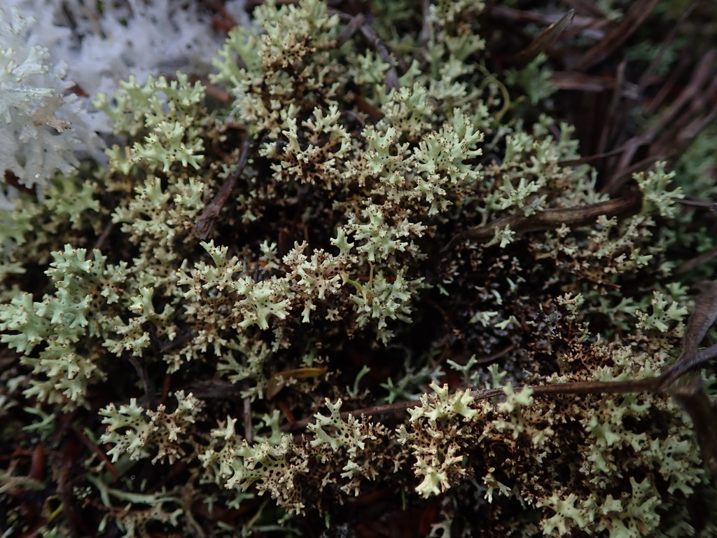 Rexia sullivanii from Chatham Islands, New Zealand on August 17, 2019 ...