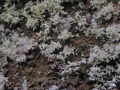 Ramalina erumpens
