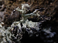Ramalina erumpens