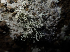 Ramalina erumpens