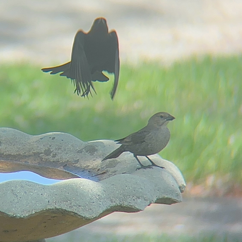 Brown-headed Cowbird photographed in Kentucky