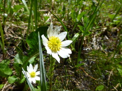 Caltha chionophila