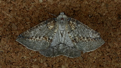 Cassythaphaga macarta