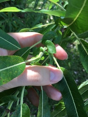 Salix cordata