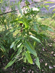Salix cordata