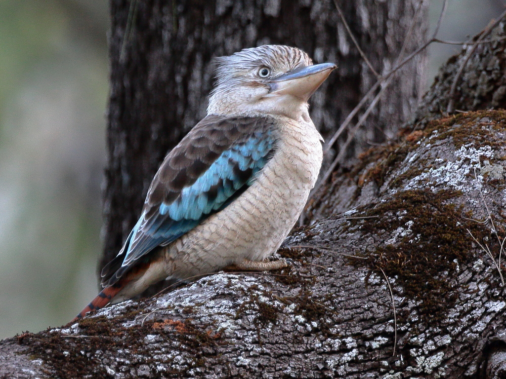 Blue-winged Kookaburra (Dacelo leachii) photo