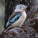 Blue-winged Kookaburra - Photo (c) Graham Winterflood, some rights reserved (CC BY-SA), uploaded by Graham Winterflood