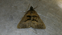 Dichromodes atrosignata
