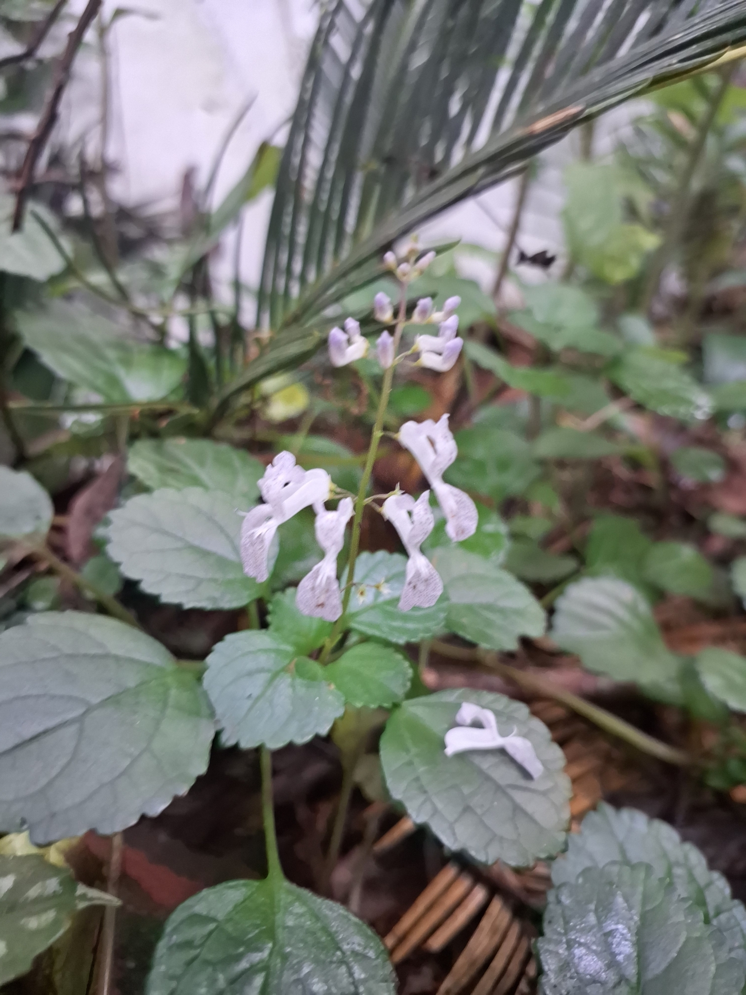 Plectranthus verticillatus