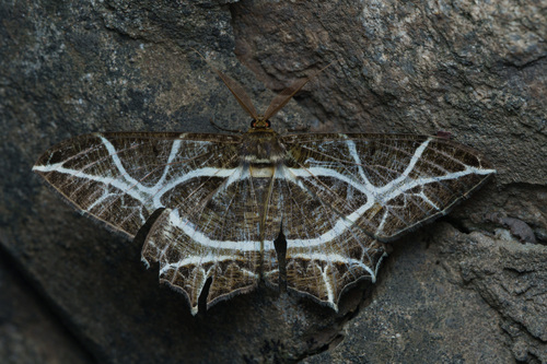 Mesastrape fulguraria