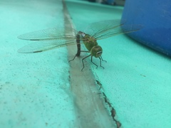 Anax parthenope julius