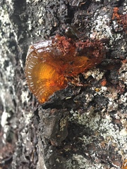 Pseudomonas