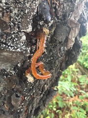 Pseudomonas