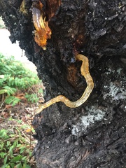 Pseudomonas
