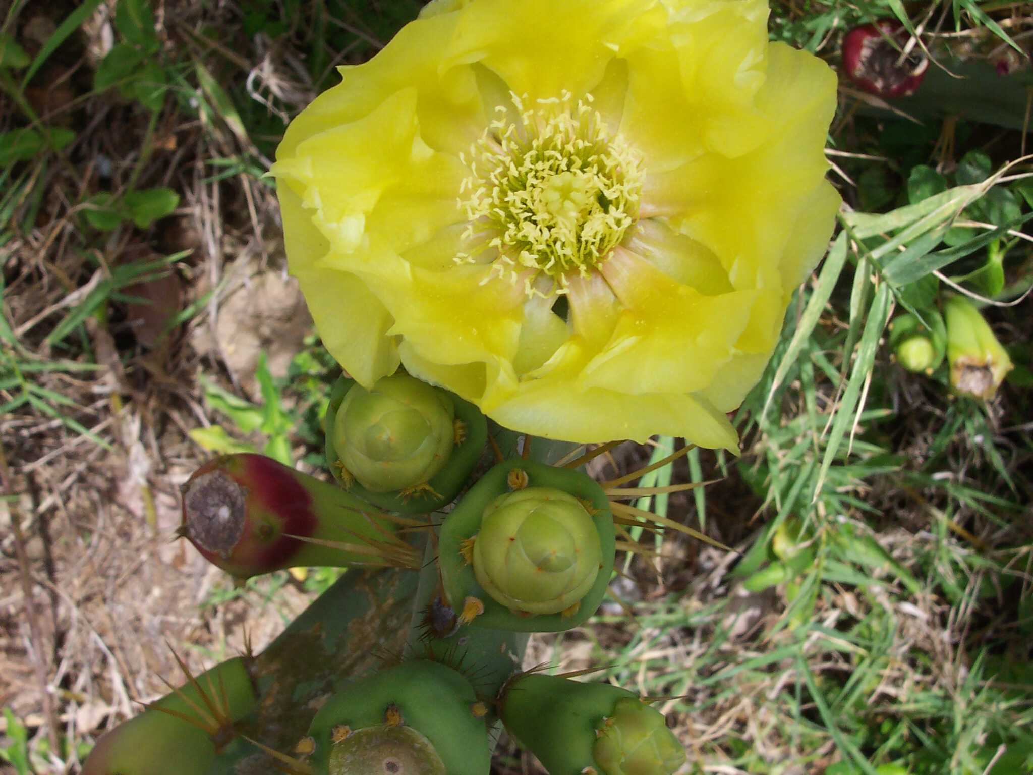 Opuntia dillenii