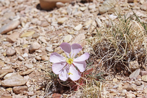 Oenothera cespitosa ssp. navajoensis