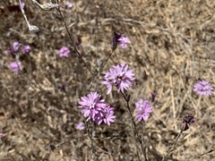 Lessingia hololeuca