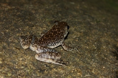Amolops hongkongensis