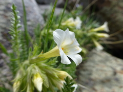 Polemonium brandegeei