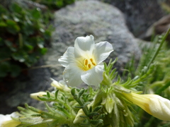 Polemonium brandegeei