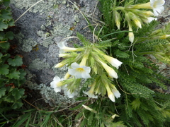 Polemonium brandegeei