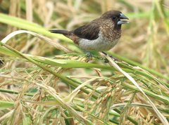 Lonchura striata