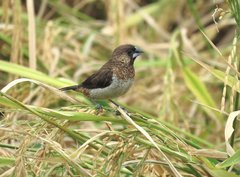 Lonchura striata