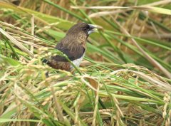 Lonchura striata