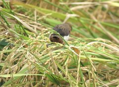 Lonchura striata