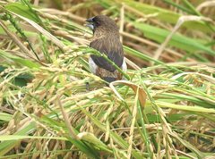 Lonchura striata