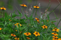 Sclerocarpus uniserialis