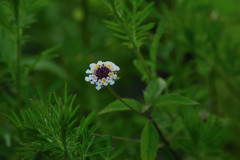 Lantana achyranthifolia