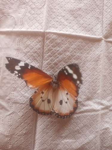 Plain Tiger Butterfly